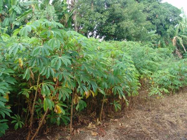 Quy trình kỹ thuật canh tác sắn áp dụng cho vùng Đông Nam Bộ và Tây Nguyên (phần 2)